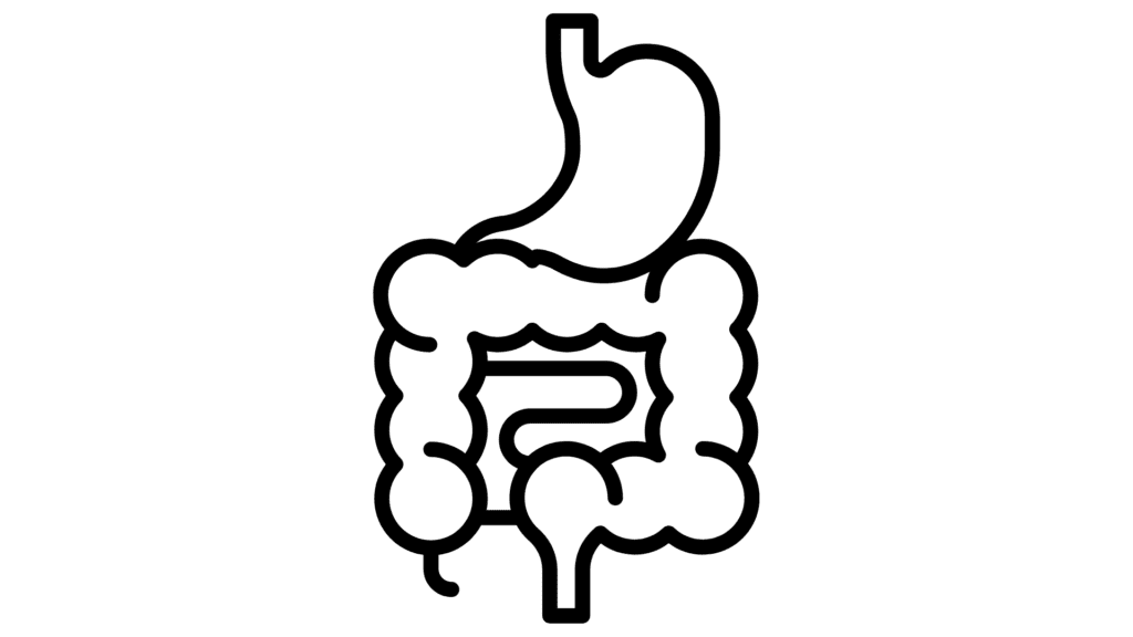 digestive system